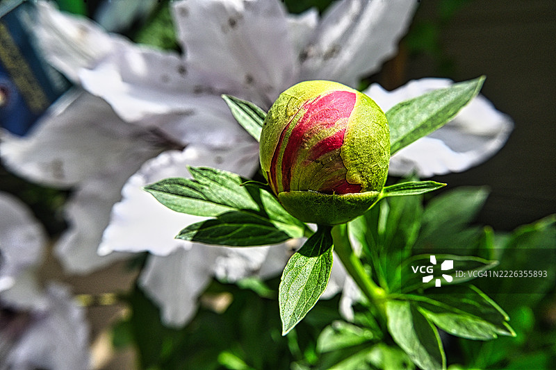 开花植物的特写，埃德蒙顿，阿尔伯塔，加拿大图片素材