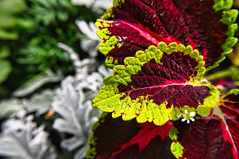 秋天的树叶特写，埃德蒙顿，阿尔伯塔，加拿大图片素材