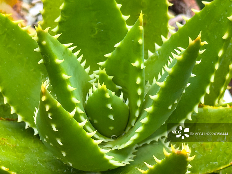 短叶芦荟图片素材