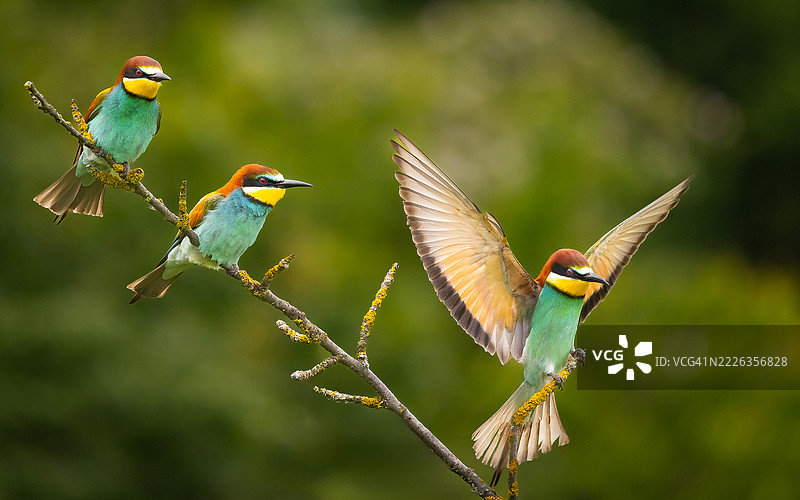 鸟类栖息在树枝上的特写，佩罗夫，奥洛穆茨州，捷克，捷克共和国图片素材