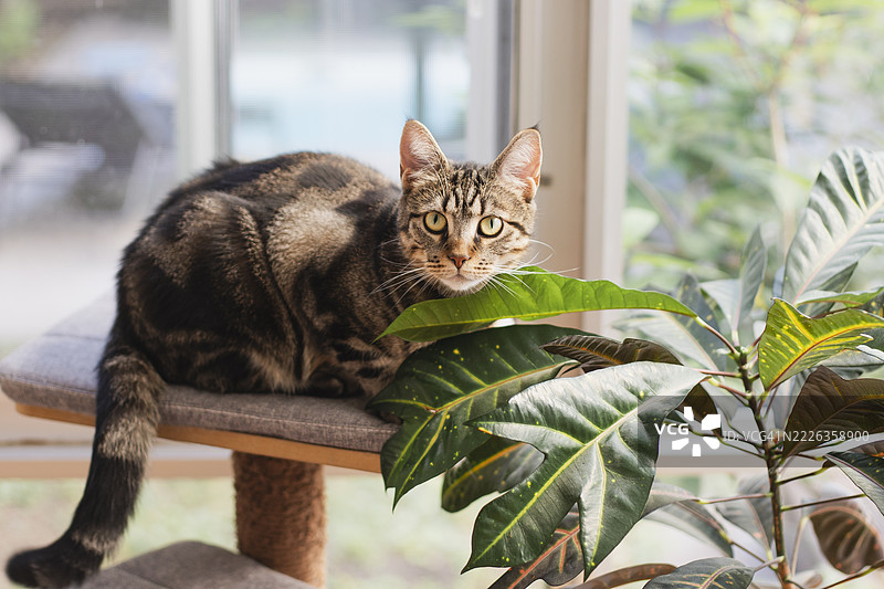 虎斑猫的肖像图片素材