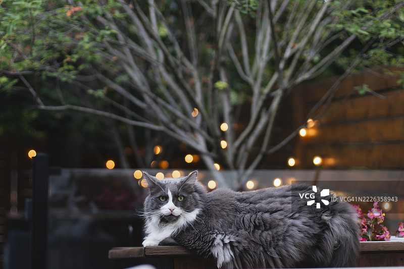 一只大灰猫躺在后院里图片素材