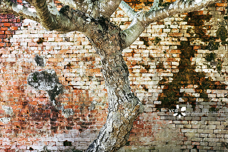 夹竹桃树生长在砖砌墙旁图片素材