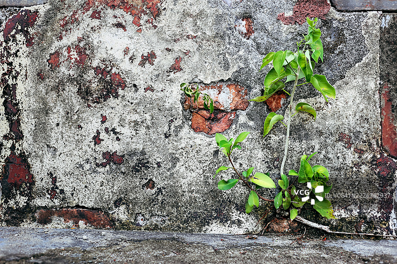 树木在砖砌墙上生长图片素材