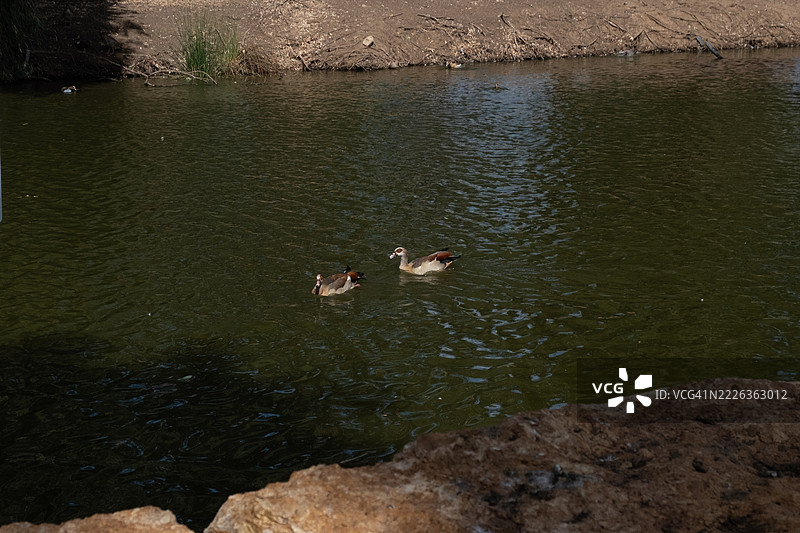 埃及雁（Alopochen aegyptiaca）在以色列拉马特甘公园，鸟儿在城市自然环境中的池塘边游泳、飞翔和行走，在公共绿地中的野生动物行为，以色列特拉维夫甘。图片素材