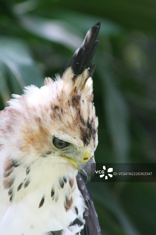 冠鹰的雏鸟图片素材