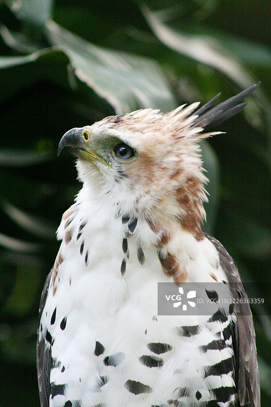 冠鹰的雏鸟图片素材