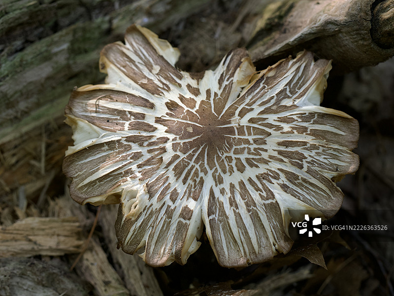 东美洲的丰盛蘑菇 Megacollybia rodmanii，马萨诸塞州威尔斯利，美国图片素材