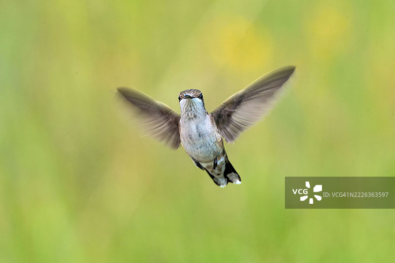 户外飞翔的蜂鸟特写，威斯康星州沃朋，美国图片素材