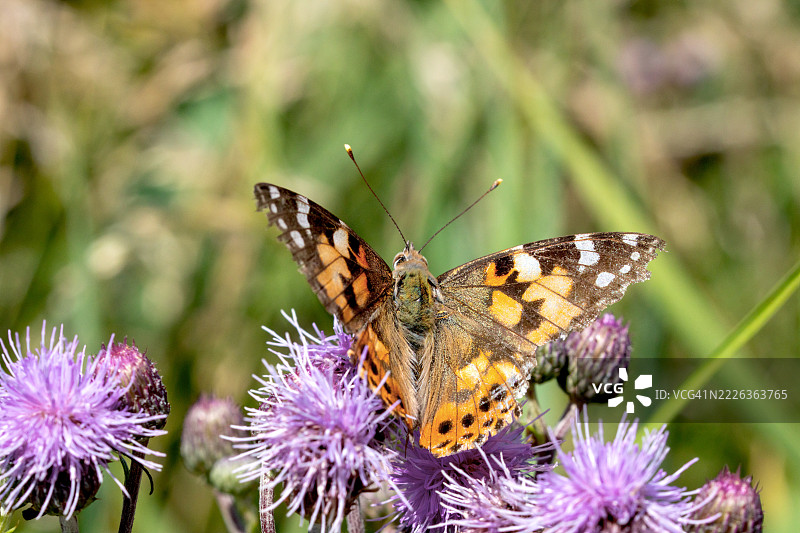 蝴蝶在紫色花朵上授粉的特写，奥斯坦德，弗兰德，比利时图片素材