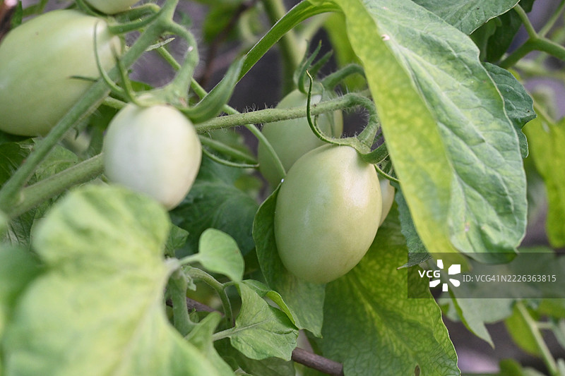 植物上的番茄特写，印第安纳波利斯，印第安纳州，美国图片素材