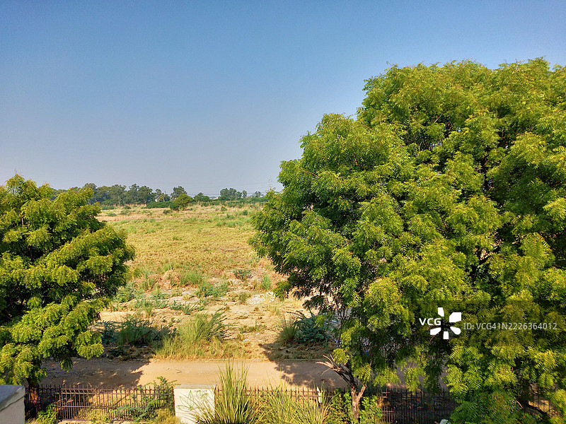 在印度北方邦坎普尔的晴空下，田野上生长着树木。图片素材