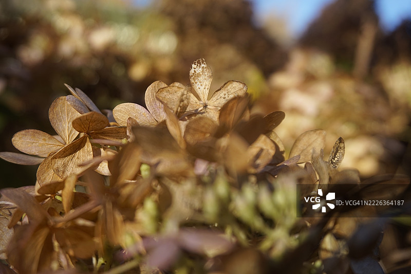 枯萎植物的特写，波兹南，波兰图片素材