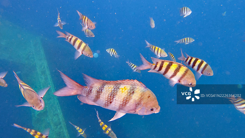 阿鲁巴沉船处的军士长学校图片素材