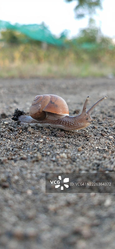 印度蜗牛特写图片素材