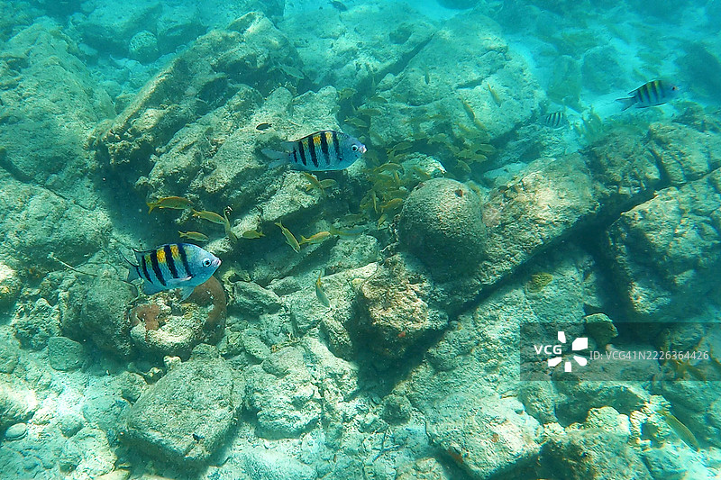 阿鲁巴水域中的一对军士长鱼图片素材