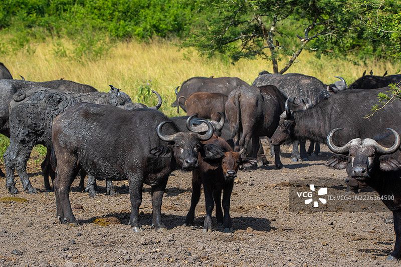 乌干达基鲁胡拉的桑加，站在田野上的水牛肖像图片素材