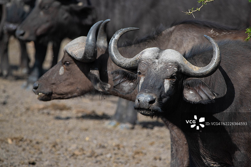 稳重凝视的开普水牛肖像，桑加，基鲁胡拉，乌干达图片素材