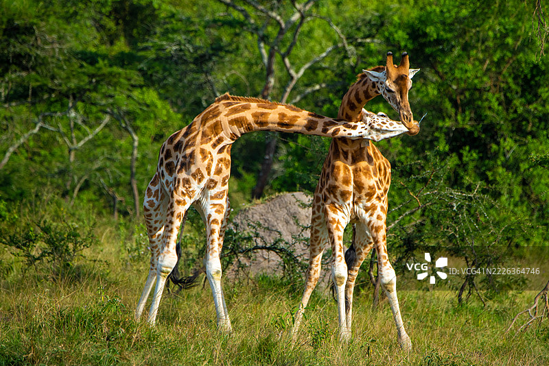 两只长颈鹿在走路，桑加，基鲁胡拉，乌干达图片素材