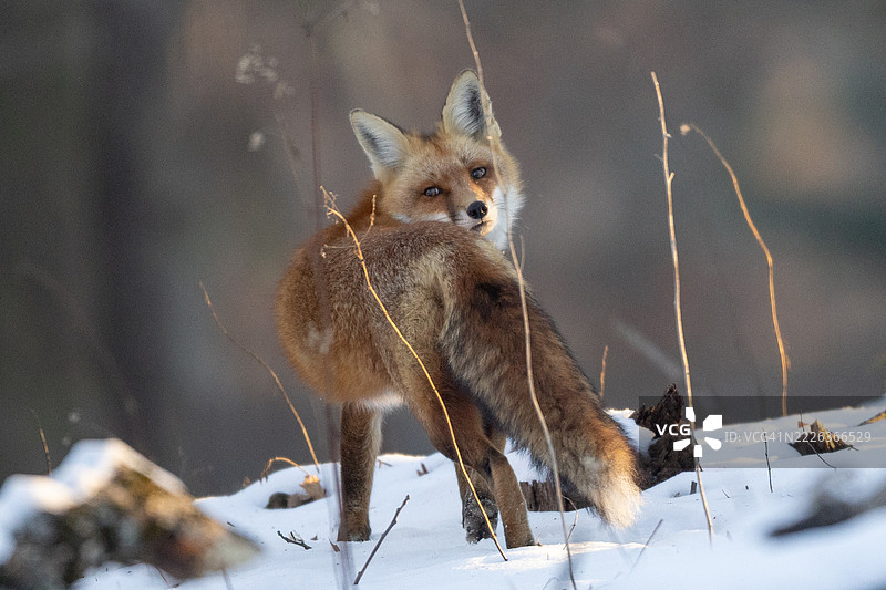 在雪地上站立的红狐肖像，位于新泽西州普莱恩菲尔德，美国图片素材