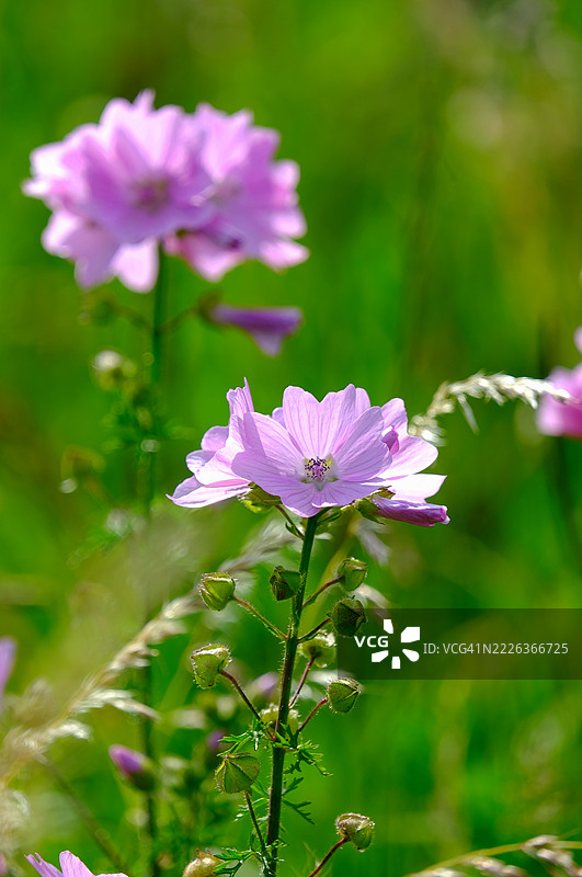 荷兰赫姆斯克尔克的粉色开花植物特写图片素材