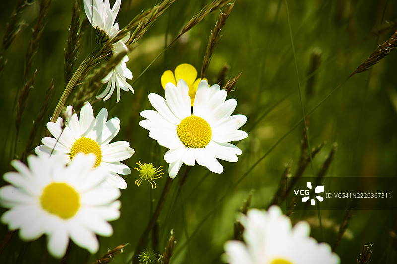 意大利萨尔坦的白色雏菊特写图片素材