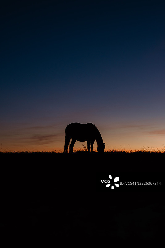 马的剪影，费尔菲尔德，北达科他州，美国图片素材
