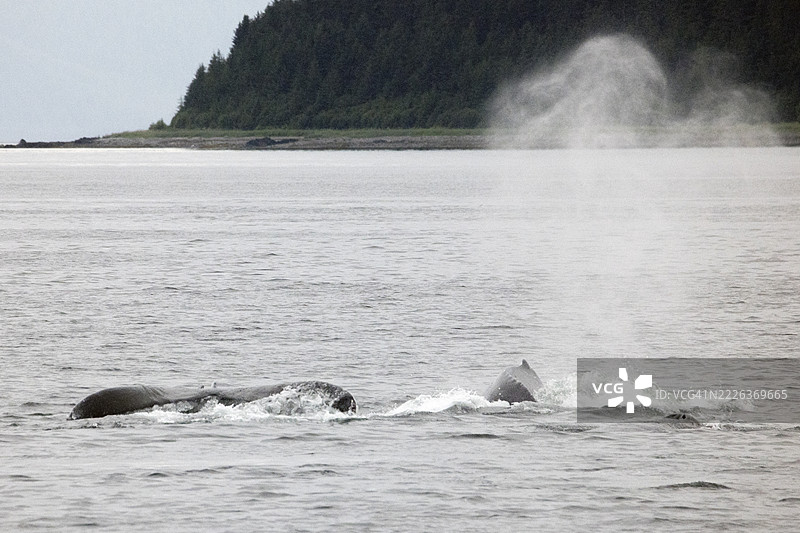 一对座头鲸，一只在喷水，另一只在潜水图片素材