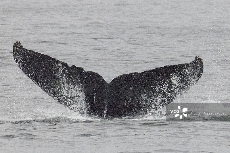 座头鲸的尾巴破水而出，准备潜入深海图片素材
