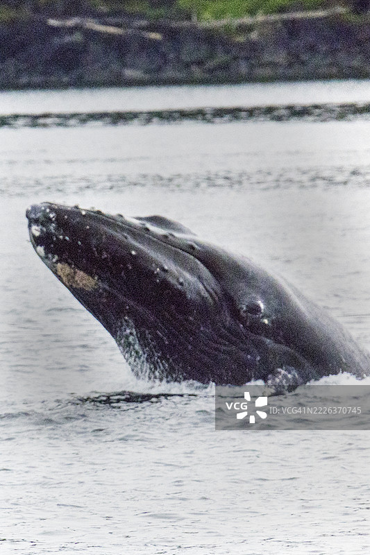 座头鲸探头观察图片素材