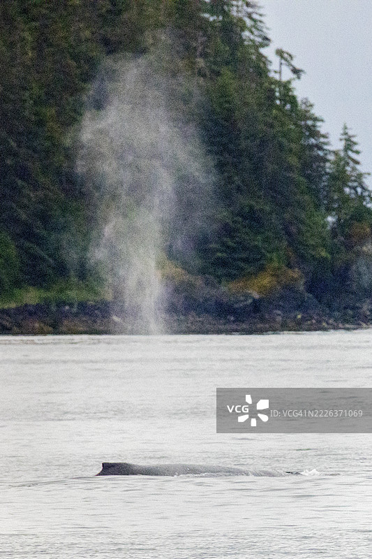 座头鲸喷气图片素材
