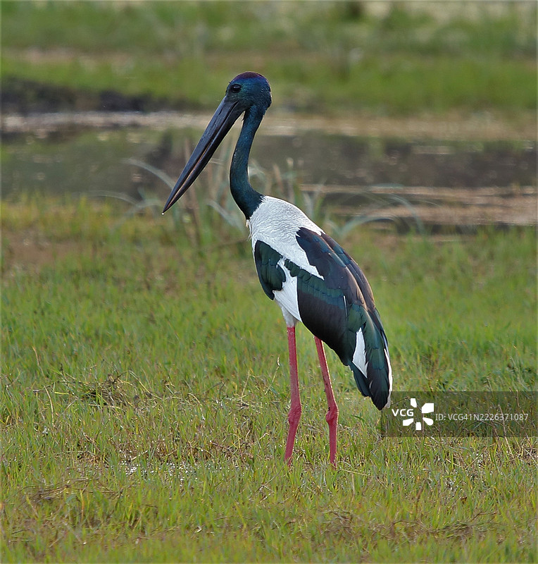 印度拉贾斯坦邦巴拉特布尔湿地的黑颈鹳图片素材