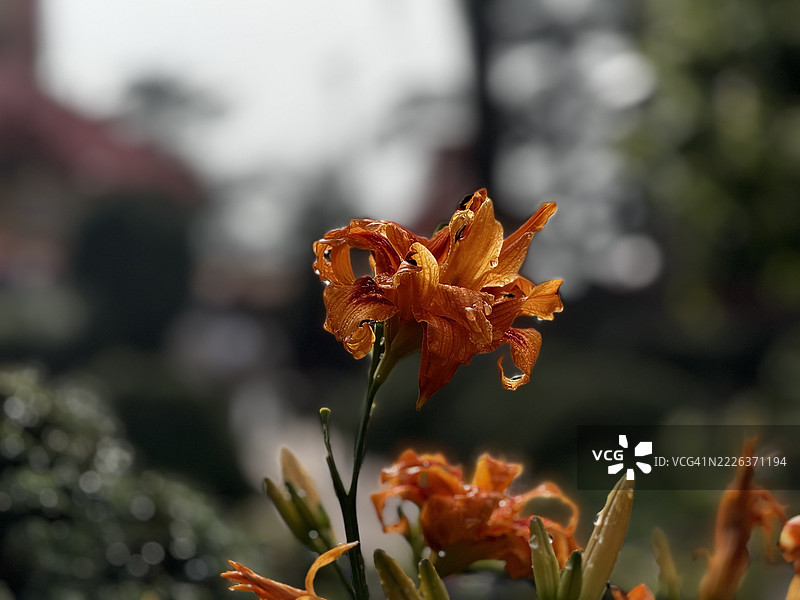 橙色花朵特写，印度喜马偕尔邦西姆拉图片素材