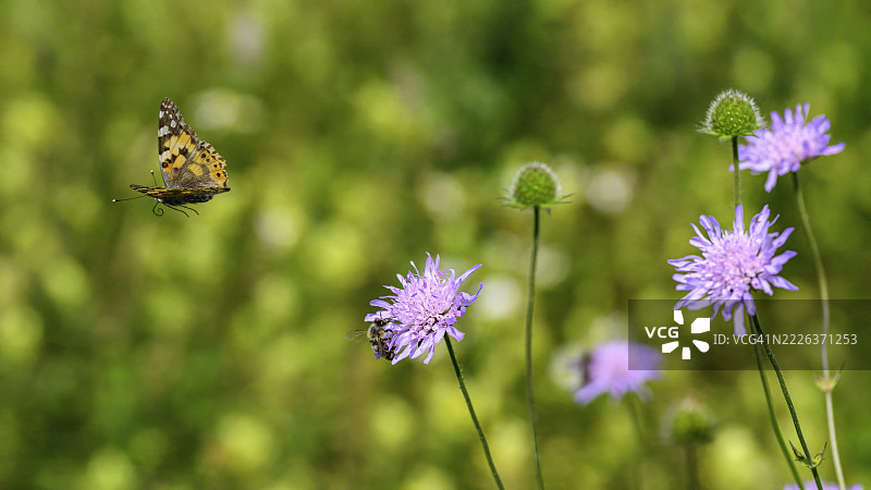 紫色花朵上的蝴蝶特写，德国埃尔巴赫图片素材