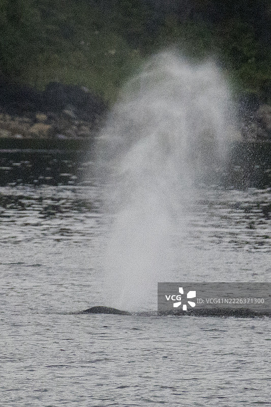 座头鲸喷气图片素材