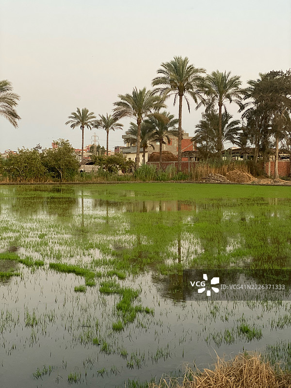 埃及湖边的棕榈树美景与天空相映成趣图片素材