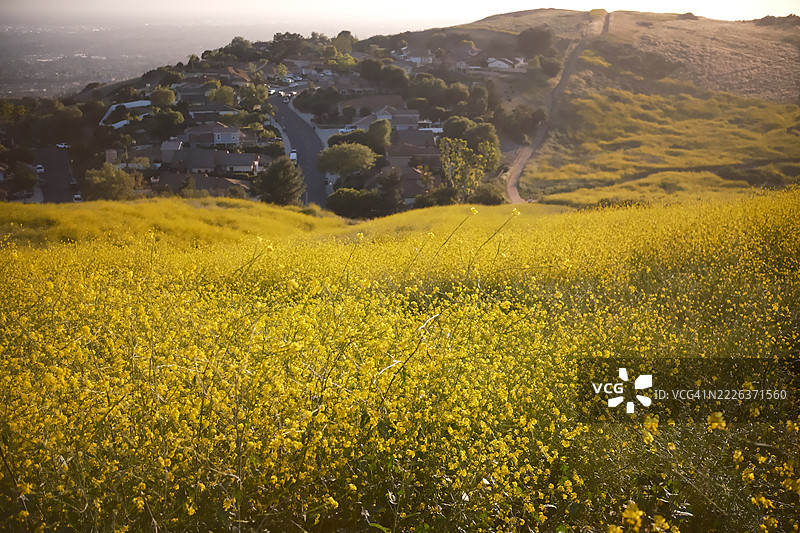 加利福尼亚州的油菜花田与天空的美丽景色， 美国图片素材