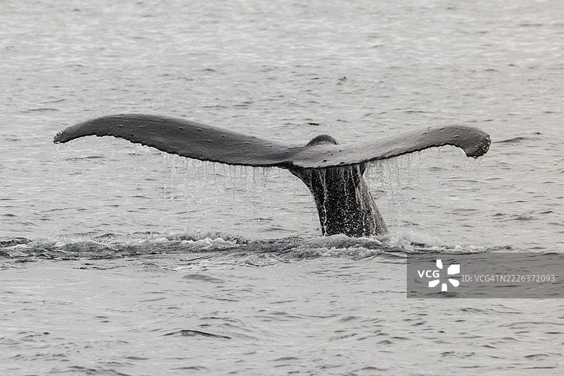 座头鲸的尾巴破水而出，准备潜入深海。图片素材