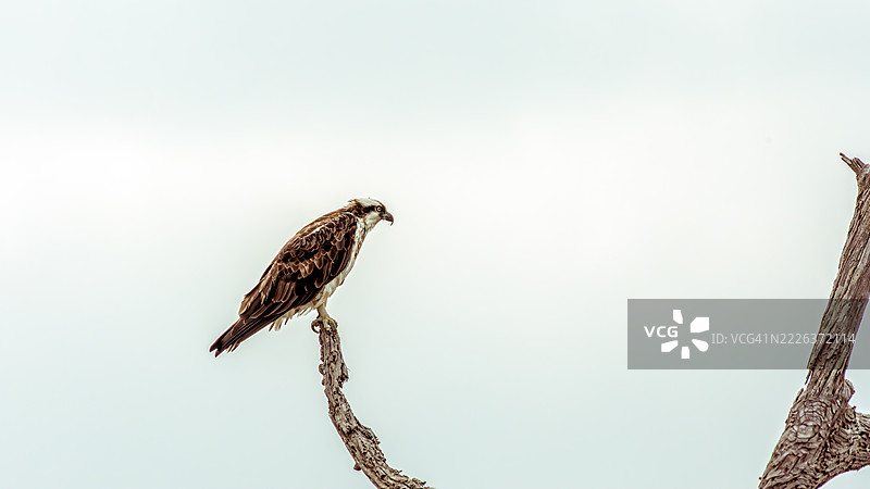 低角度视图的猛禽栖息在树枝上，背景是晴朗的天空，位于加利福尼亚州亨廷顿海滩，美国图片素材