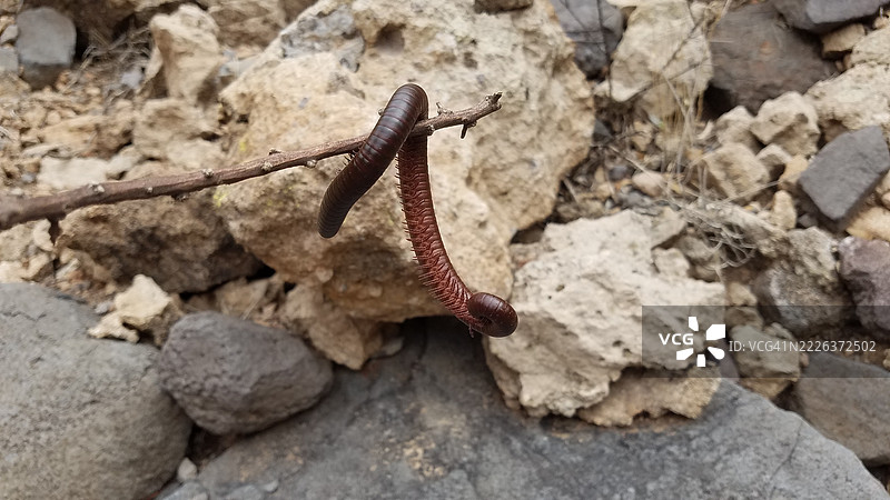 一只好奇的大红褐色千足虫蜷缩在亚利桑那州的一根树枝上图片素材