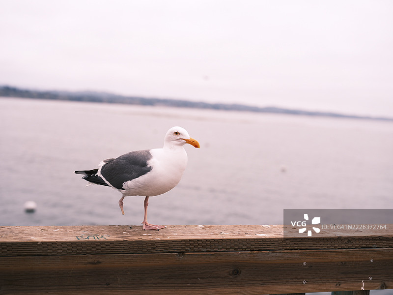 海鸥栖息在木桩上的特写，亨廷顿海滩，加利福尼亚州，美国图片素材