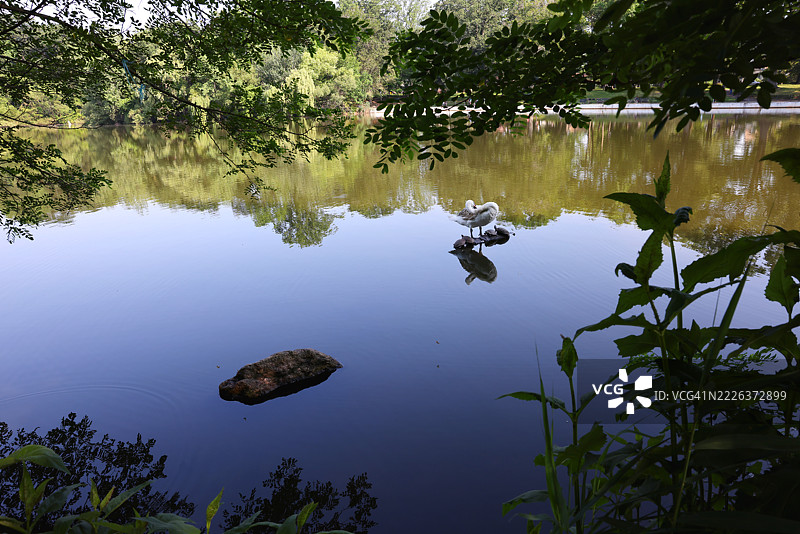 湖边树木的高角度视图，纽约法拉盛，美国图片素材