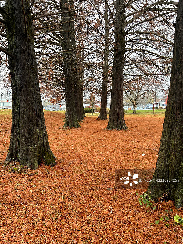 秋天的公园树木，印第安纳州格林菲尔德，美国图片素材