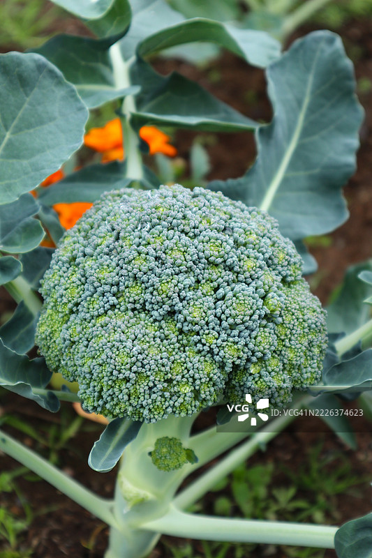 植物特写，加拿大图片素材