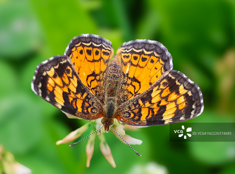 特写镜头：蝴蝶停在黄色花朵上，加拿大安大略省多伦多图片素材