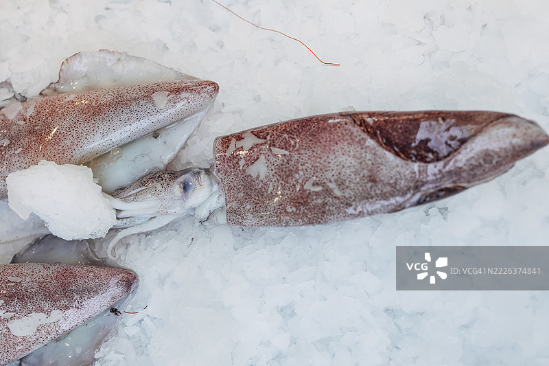 新鲜的鱿鱼躺在鱼市场的冰上图片素材