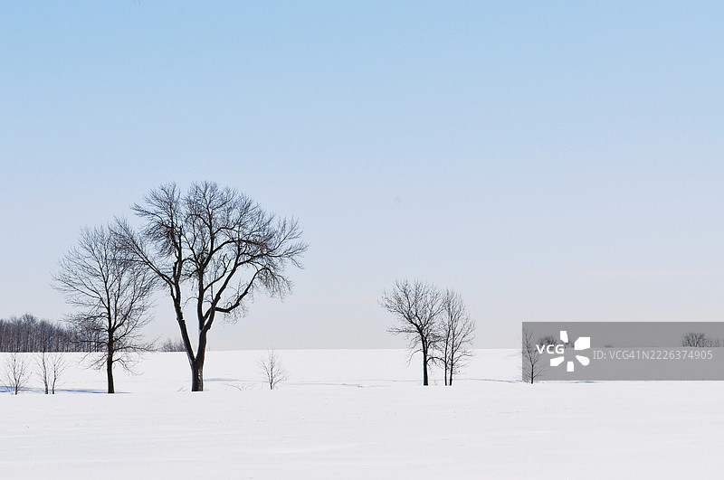 加拿大天空下雪覆盖的田野上的树木图片素材