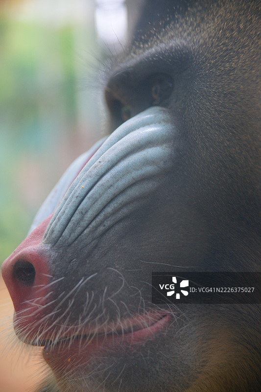 大猩猩特写， 中国图片素材