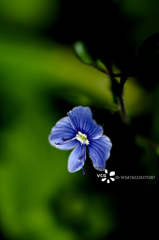 紫色花朵特写，塔林，哈留县，爱沙尼亚图片素材