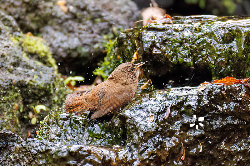 可爱的欧亚鹪鹩（Troglodytes troglodytes，属于灯笼鱼科）体型小巧，声音嘹亮，正在春天里欢快地鸣叫并洗澡。图片素材
